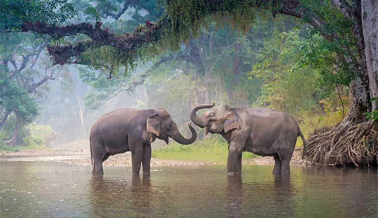 Lo mejor de Tailandia con Koh Samui