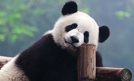 China Hermosa y Tíbet Sagrado