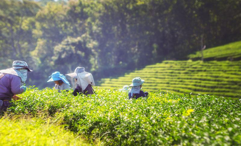 Mujeres recogiendo té