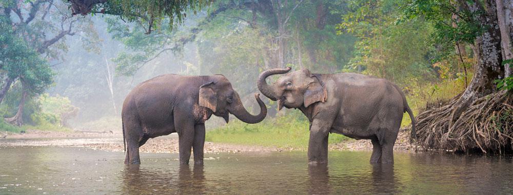El parque natural del elefante