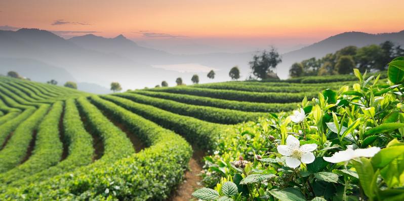 hangzhou,uno de los mejores lugares debería visitar en abril