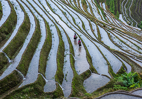 Terrazas de Arroz