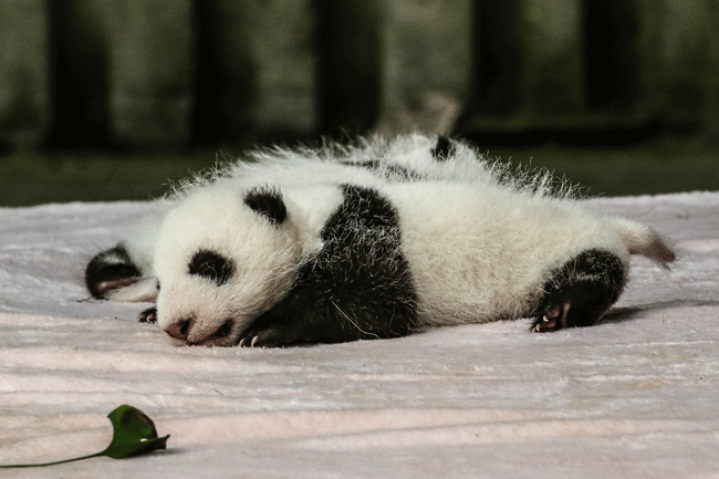 oso panda Bebé