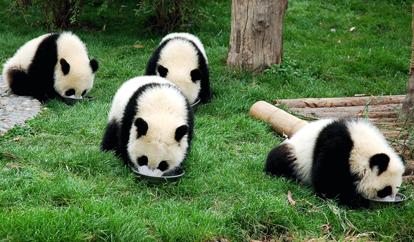 Qué hacen los pandas durante el día