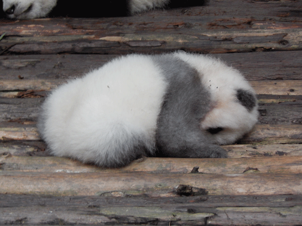 oso panda Bebé