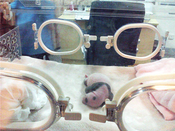 Oso panda recién nacido