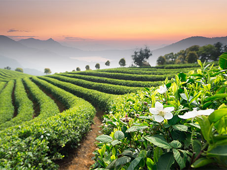 Pueblo de Té Meijiawu