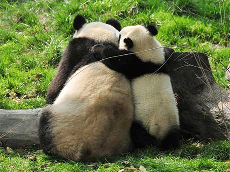 Los pandas gigantes