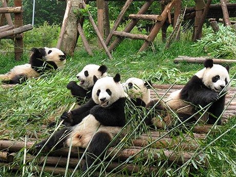 Los pandas gigantes