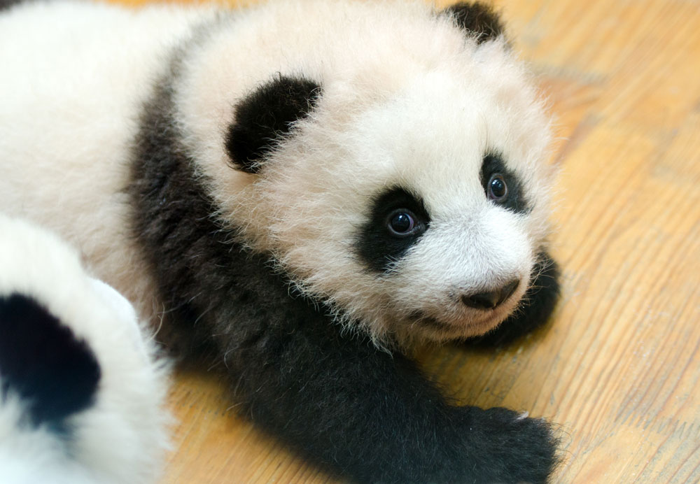 oso panda china