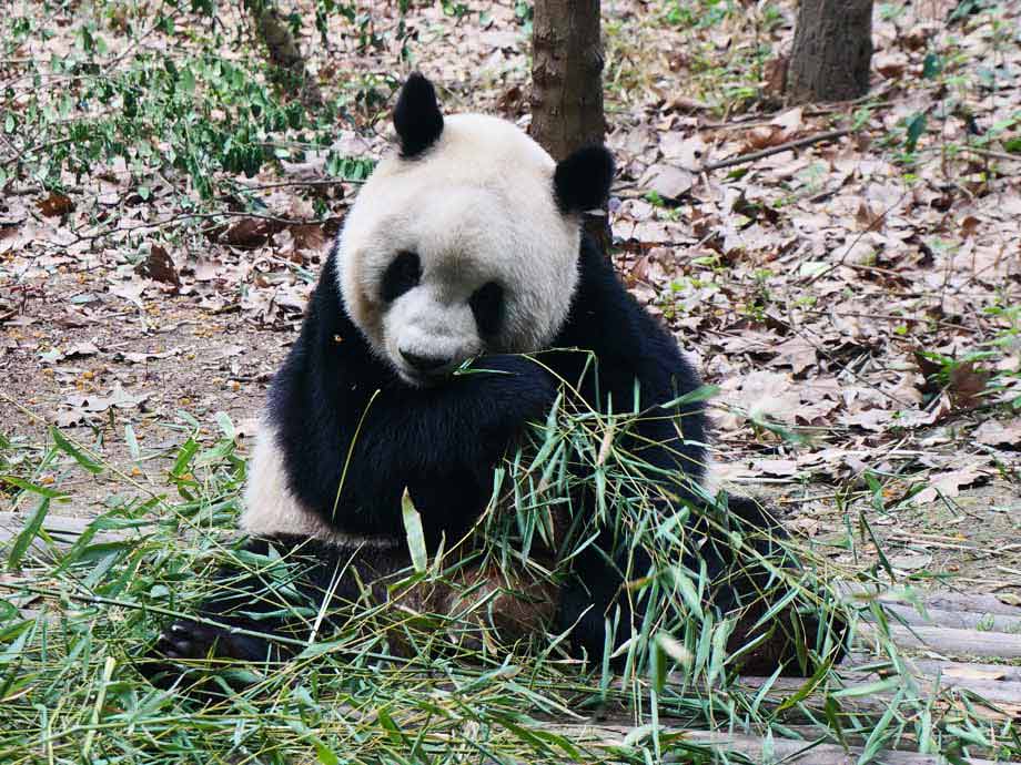 Oso Panda