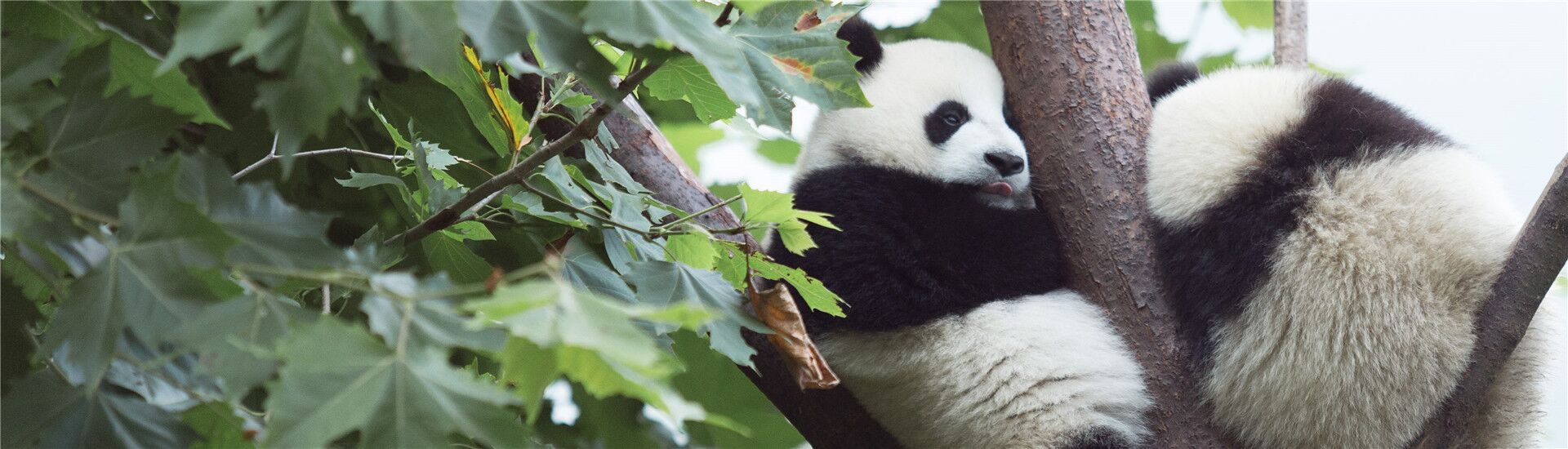 Explorar la verdadera ciudad natal de los pandas salvajes