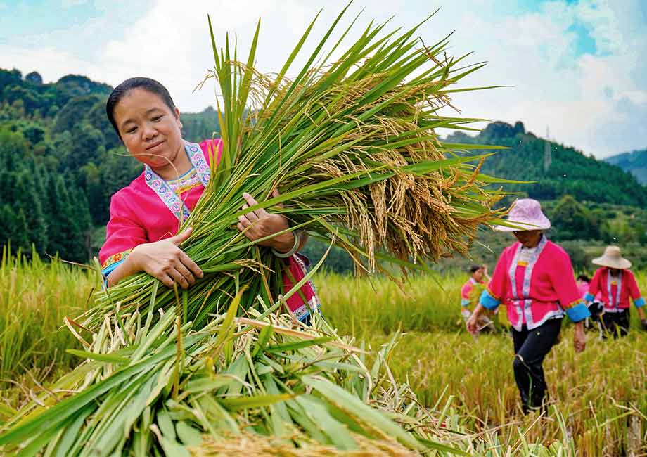 Festival de Cosesha en Terrazas de Arroz