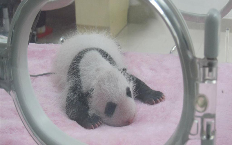 Bebé panda