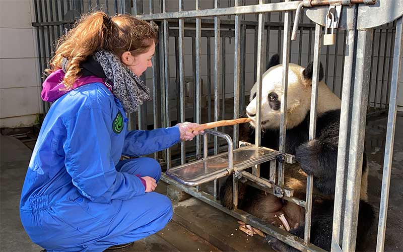 Programa de guardián de oso panda