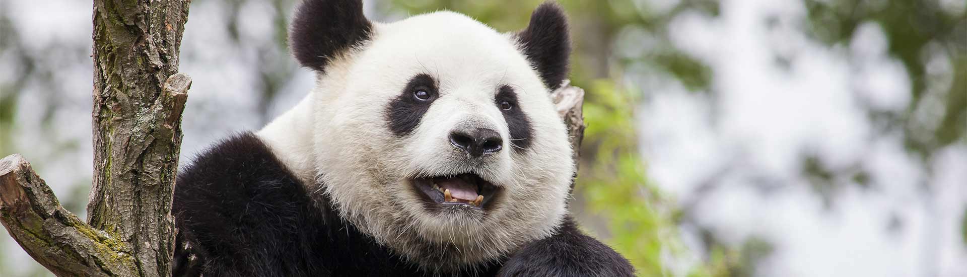 Viajes Chengdu