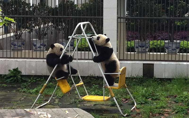 Osos panda están en el Centro de Crianza de Oso Panda de Chengdu