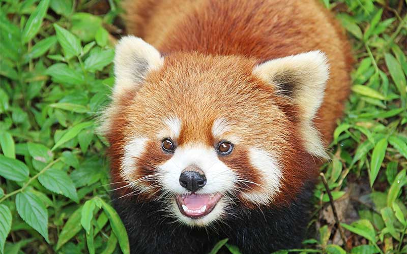 Panda Rojo