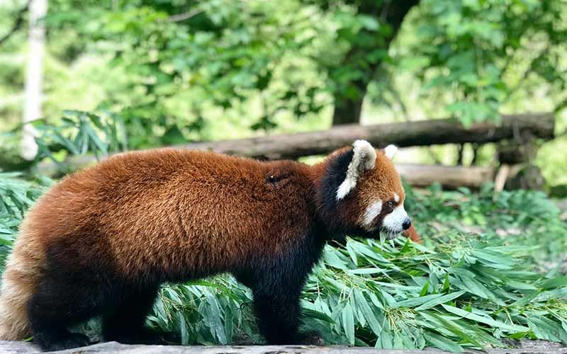 panda rojo comer bambúes