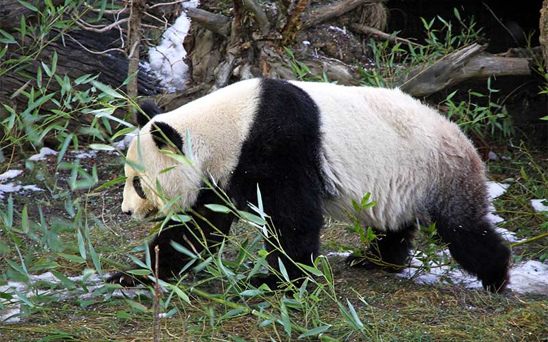 Panda en Montañas Qinling