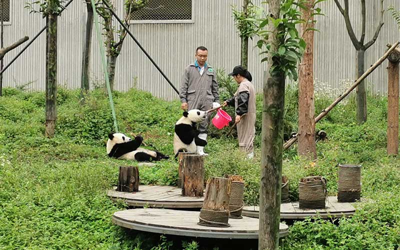Osos panda están en Reserva de Wolong