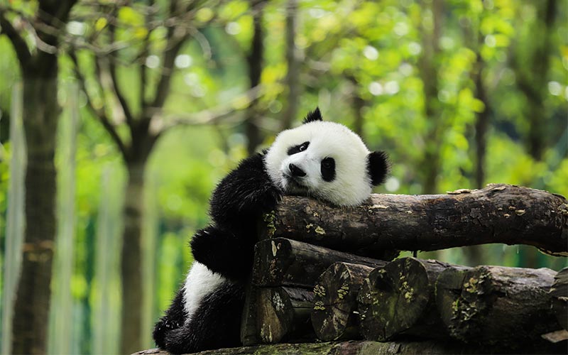 oso panda