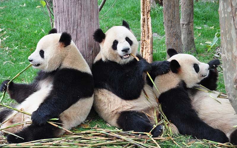 oso panda