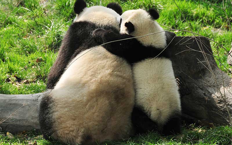 características del oso panda