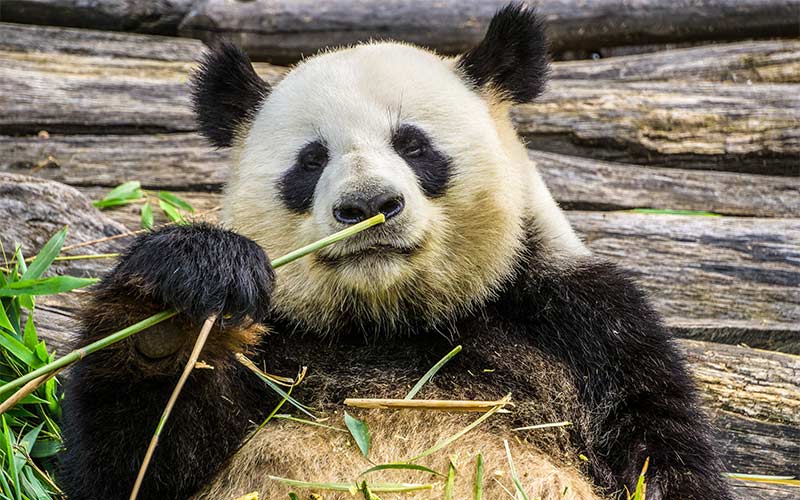 Las dietas de los oso panda son 99% de bambú.