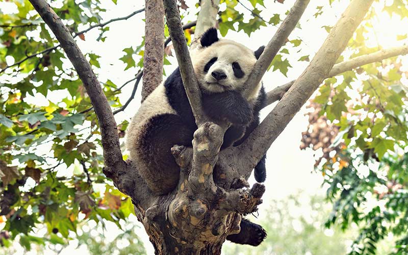 oso panda