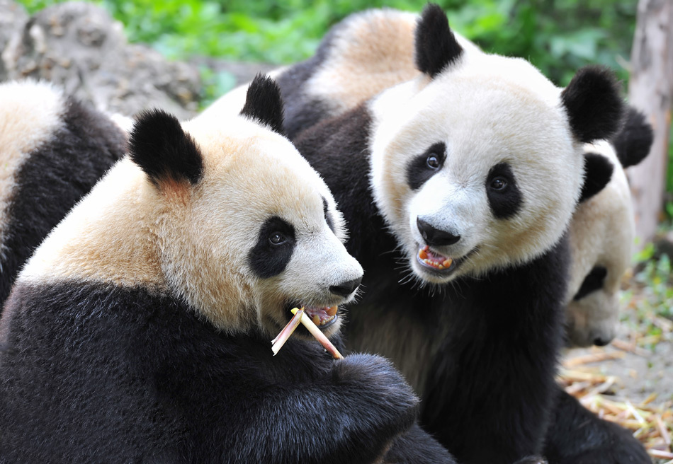 oso panda come bambu
