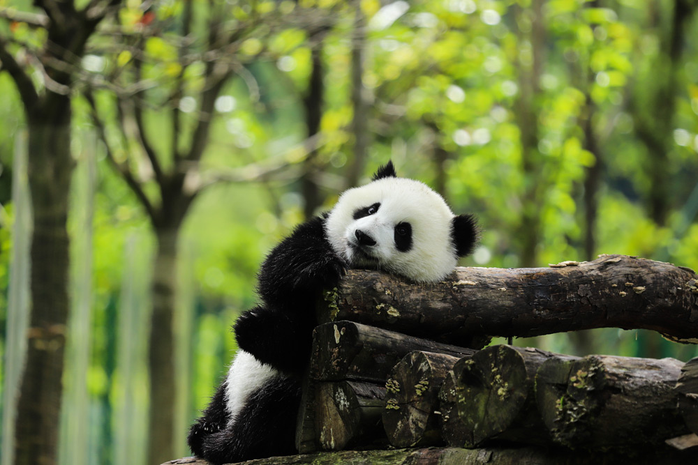 Qué es un oso panda