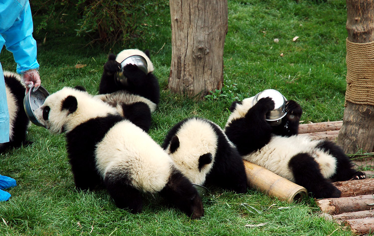 voluntario de oso panda