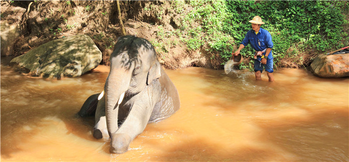 Elefante está bañando