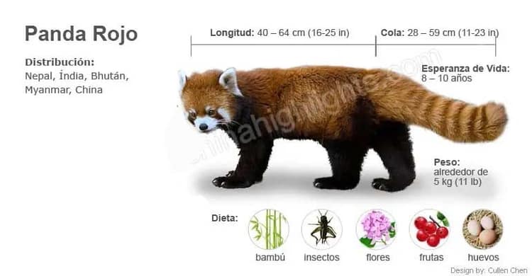 rojo panda