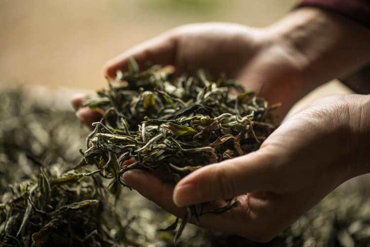 Hojas de Té Gongfu
