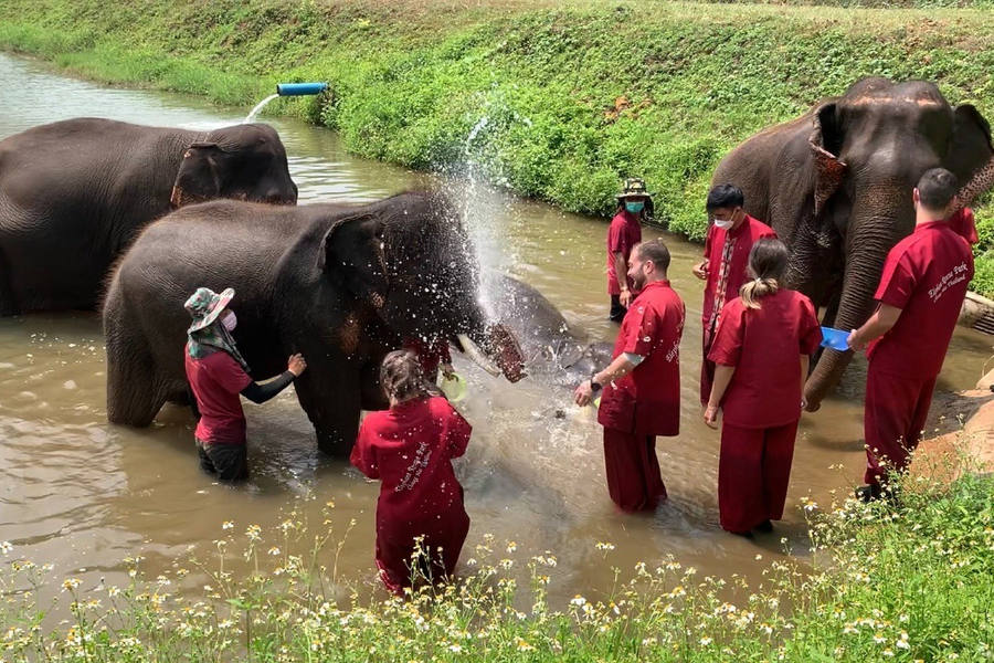 Santuario de elefantes en Chiang Mai