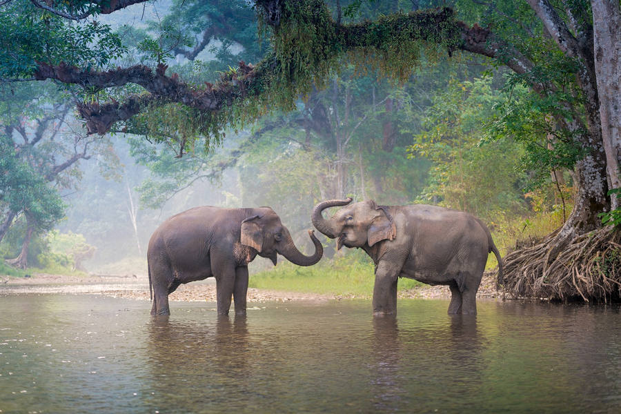 Elefantes en chiang mai