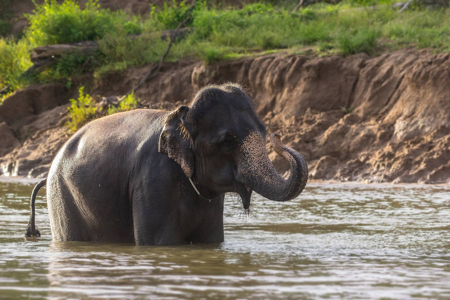 Elephant Nature Park Chiang Mai