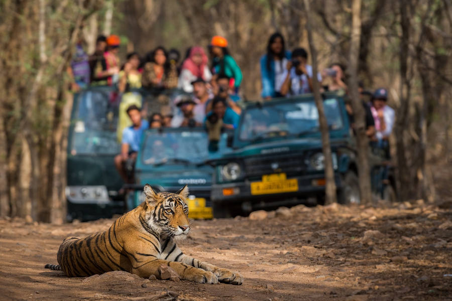 Safaris de tigres en India