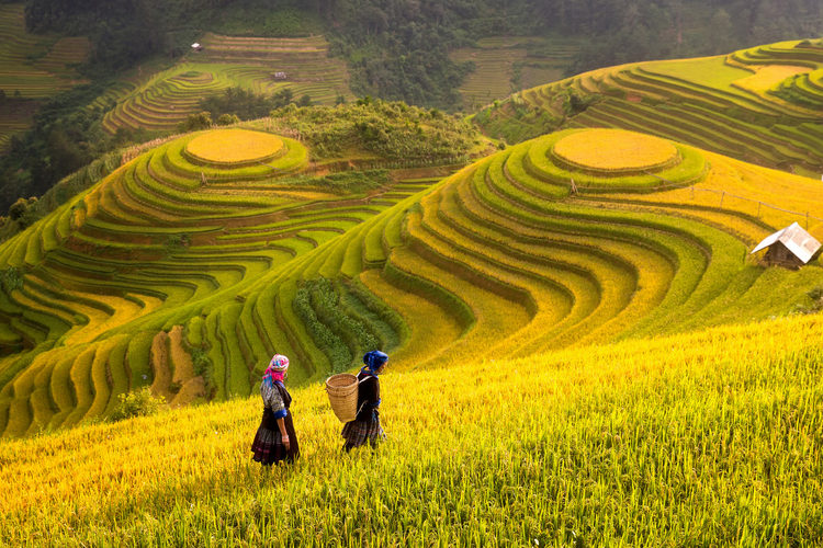 Terrazas de Arroz de Guilin