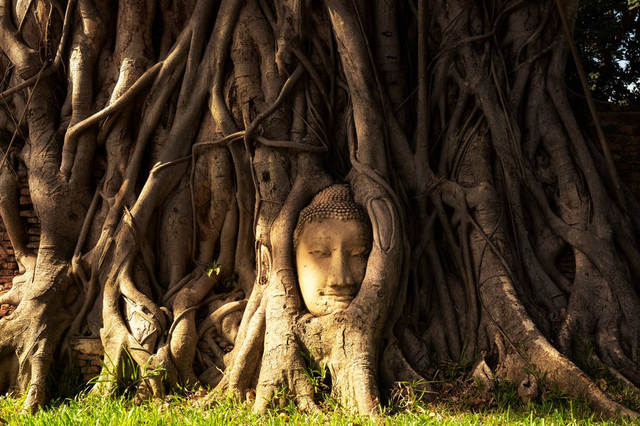 Cabeza de Buda en el árbol Ayutthaya