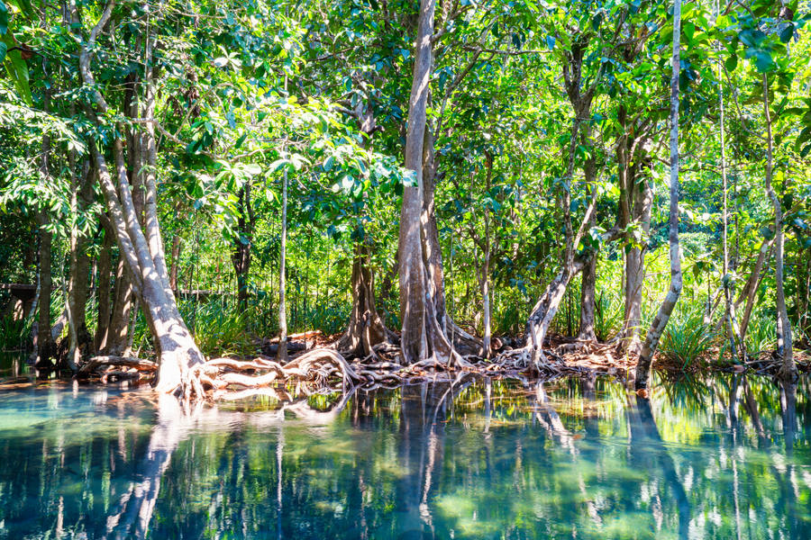 bosque de krabi