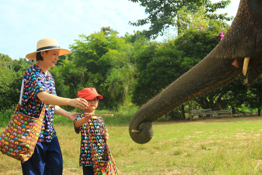 Interactuar con elefante en Tailandia