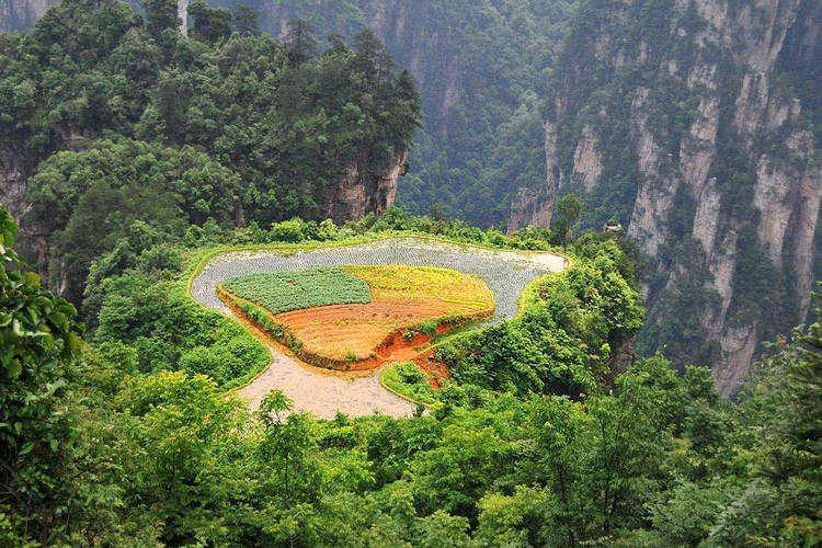 Arrozales en el cielo