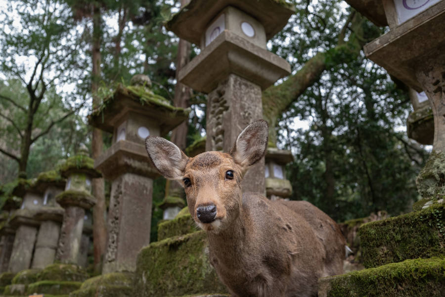ciervos en el Parque de Nara
