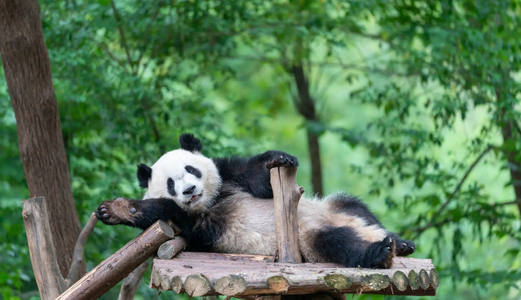 Tout près des pandas