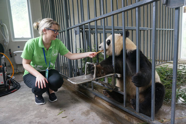 Voluntario de oso panda