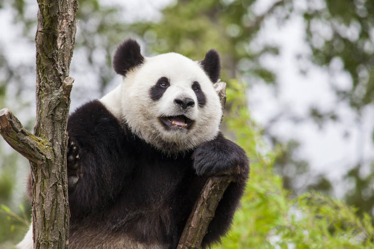 Oso panda